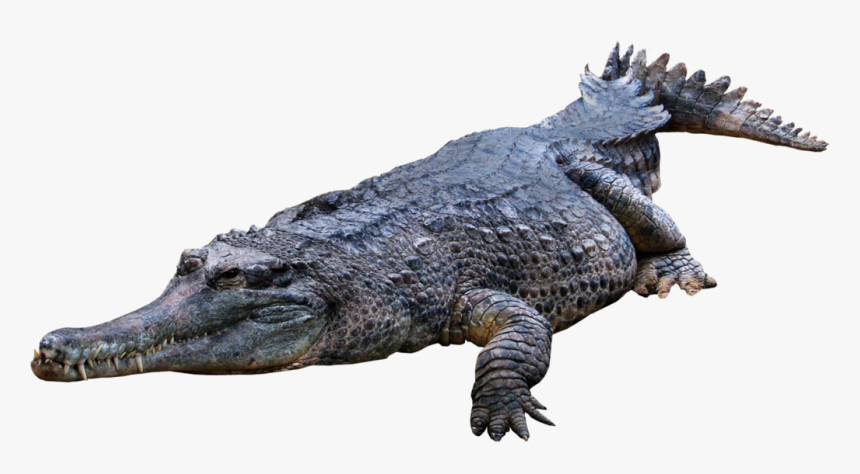 Detail Alligator No Background Nomer 38