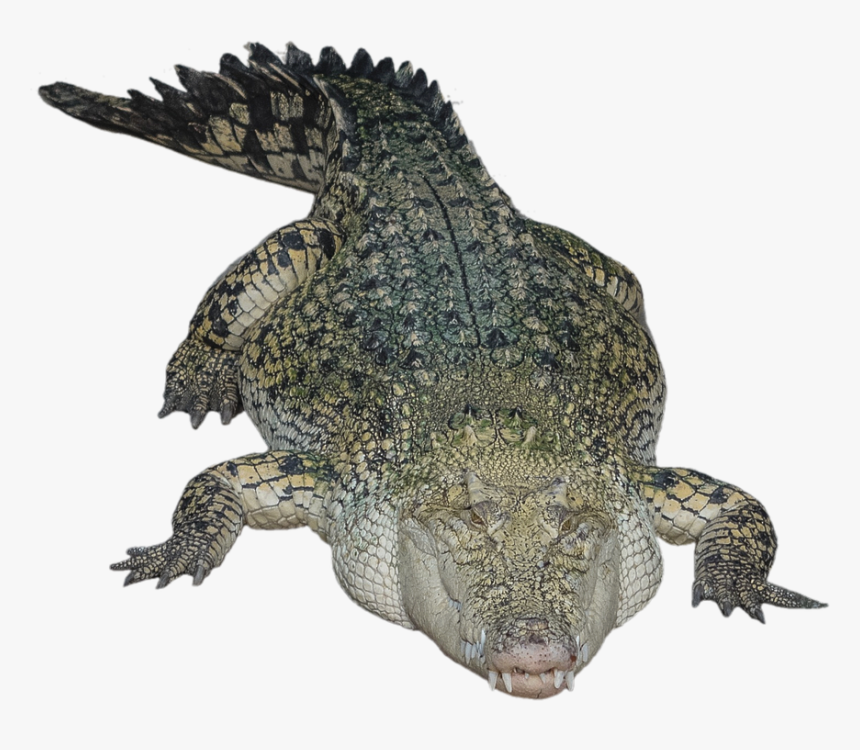Detail Alligator No Background Nomer 44