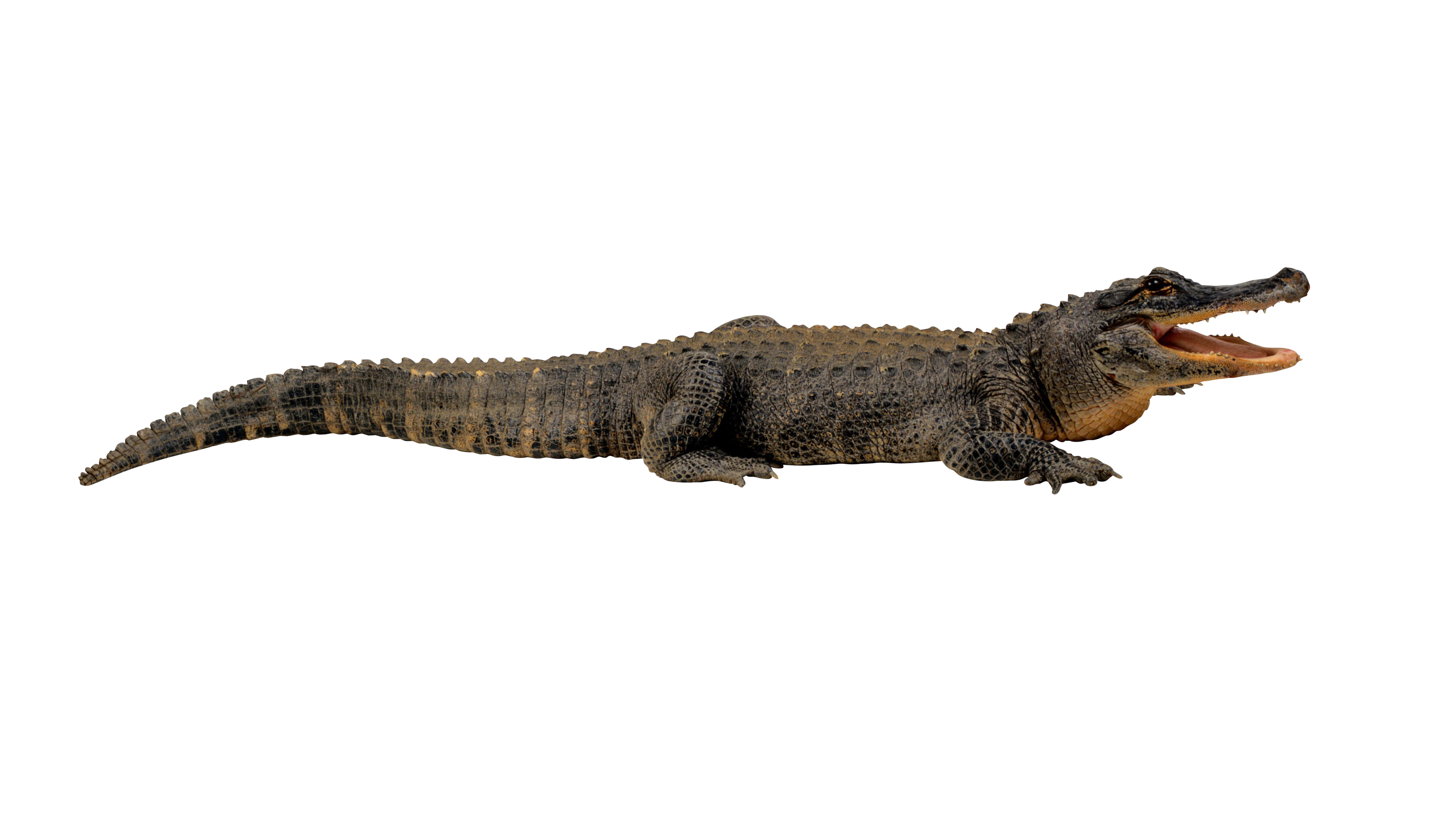 Detail Alligator No Background Nomer 52