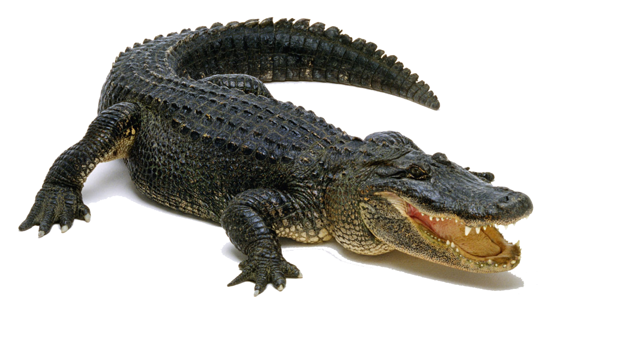Detail Alligator Png Nomer 2