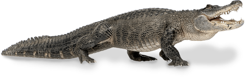 Detail Alligator Png Nomer 21
