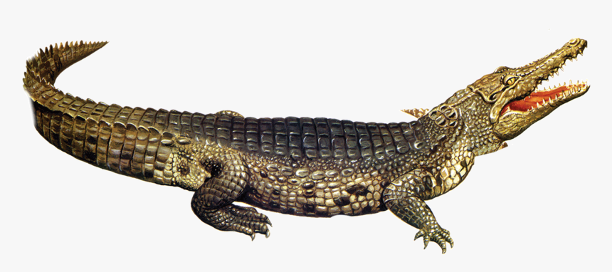 Detail Alligator Png Nomer 29
