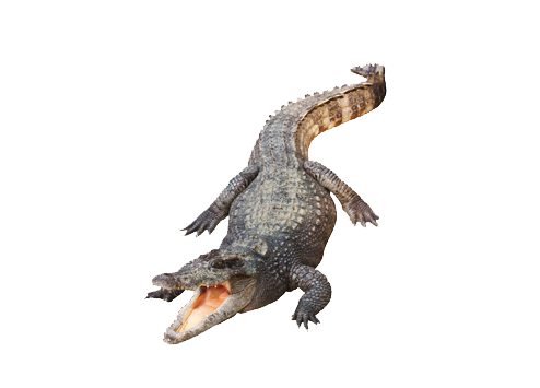 Detail Alligator Png Nomer 36
