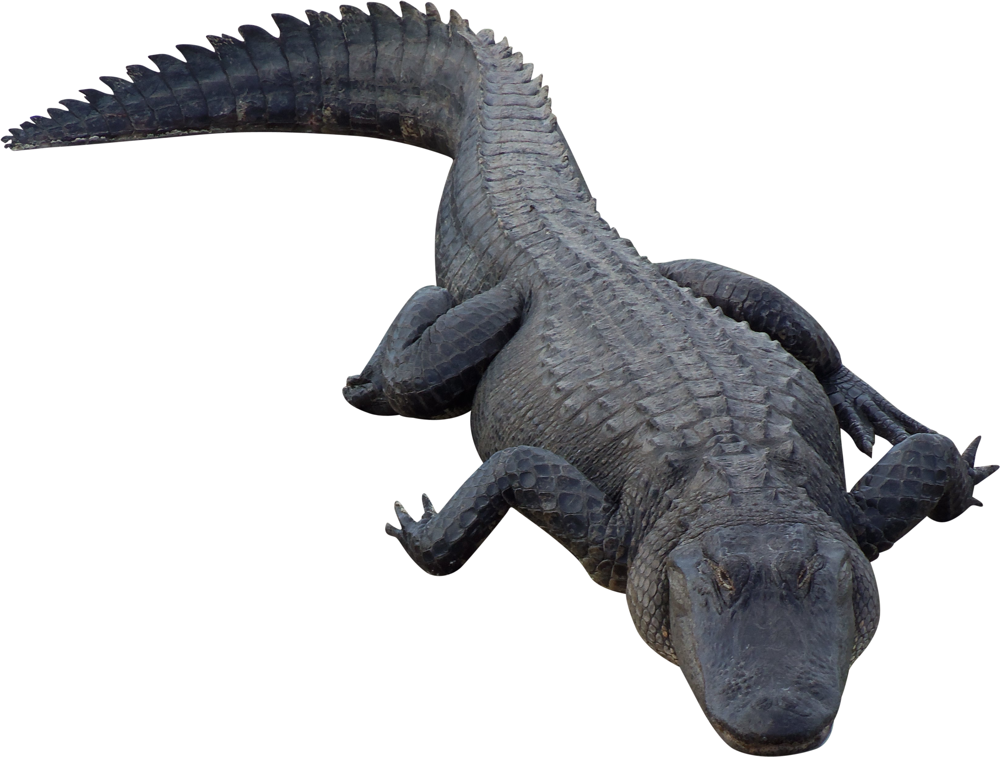 Detail Alligator Png Nomer 6