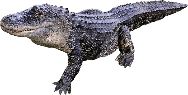 Alligator Transparent - KibrisPDR