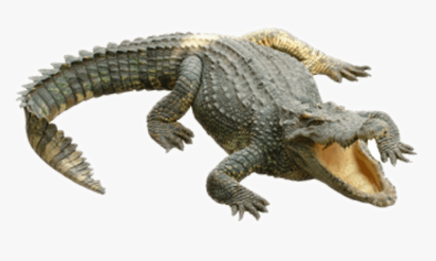 Detail Alligator Transparent Nomer 9