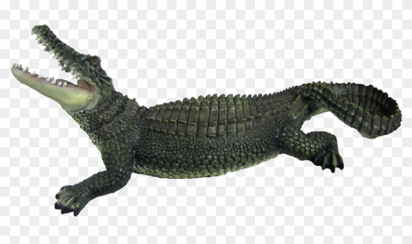 Detail Alligator Transparent Nomer 13