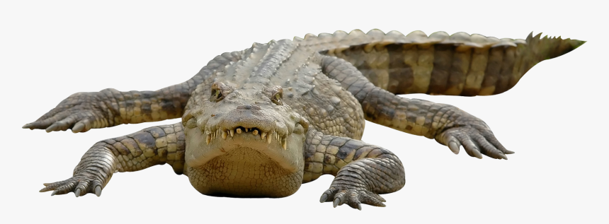 Detail Alligator Transparent Nomer 14