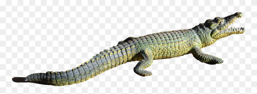 Detail Alligator Transparent Nomer 15