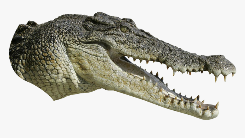 Detail Alligator Transparent Nomer 16