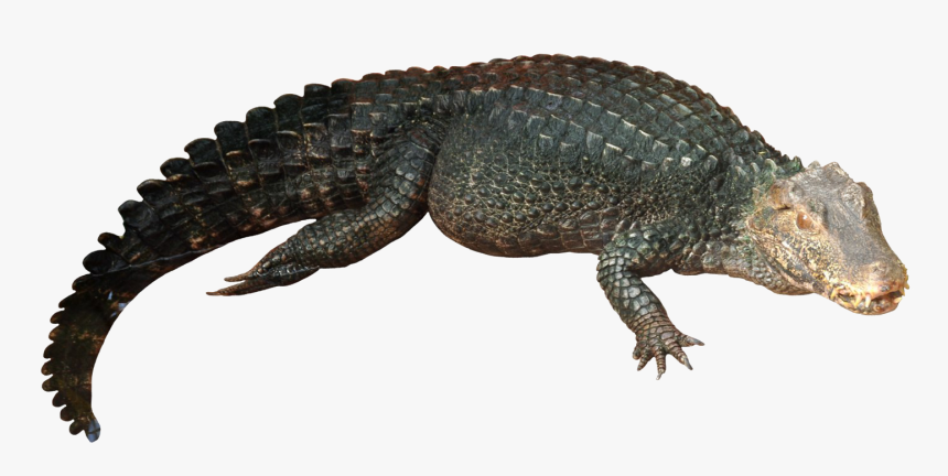 Detail Alligator Transparent Nomer 17