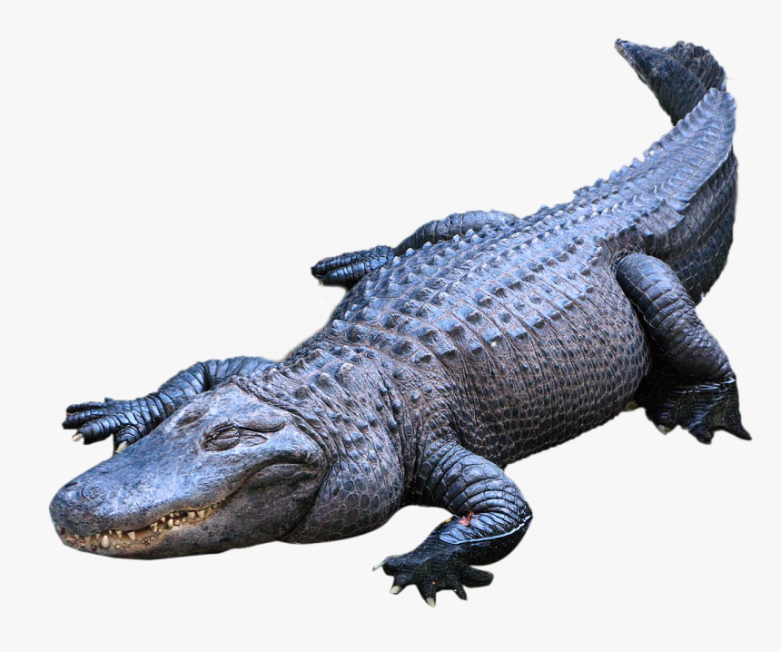 Detail Alligator Transparent Nomer 18