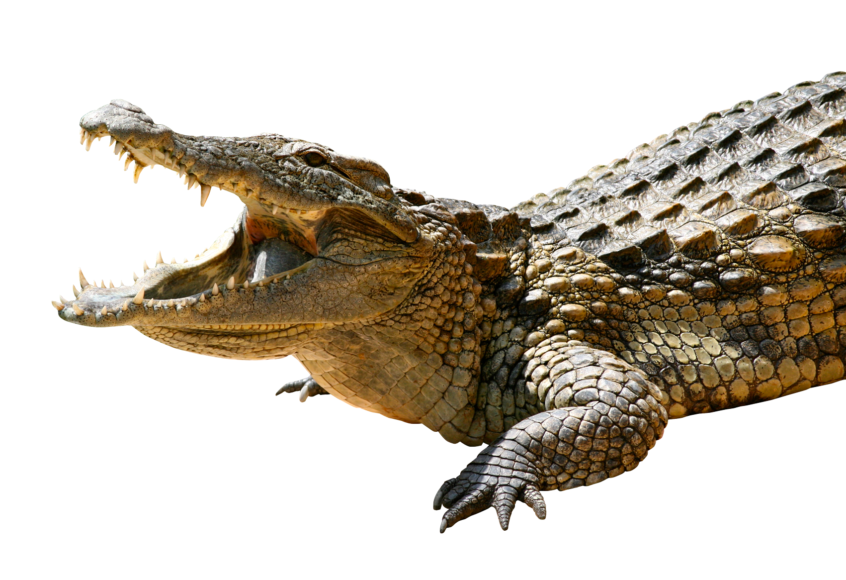 Detail Alligator Transparent Nomer 19