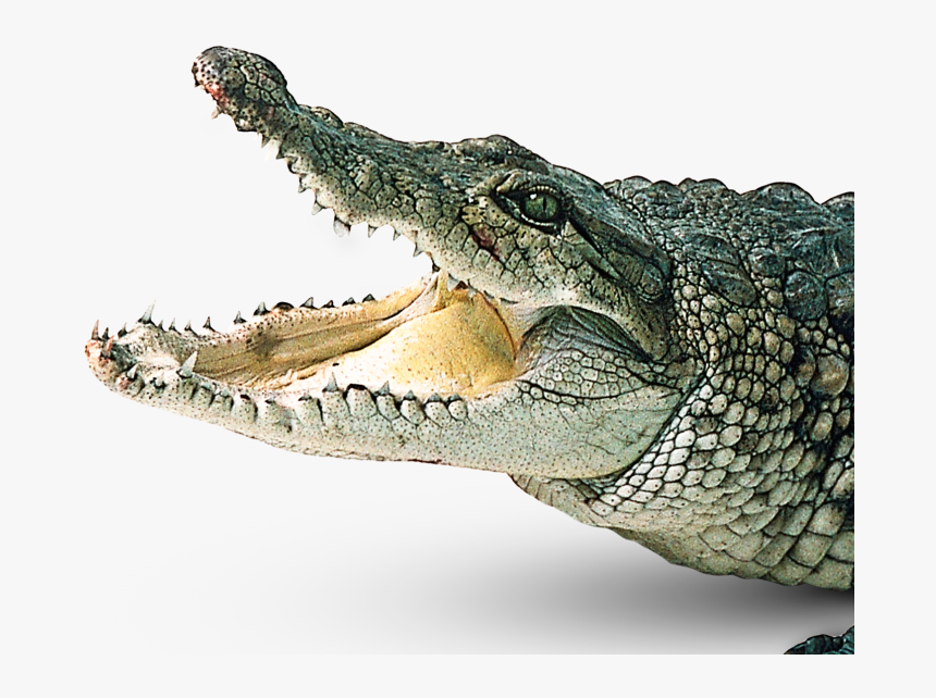 Detail Alligator Transparent Nomer 22