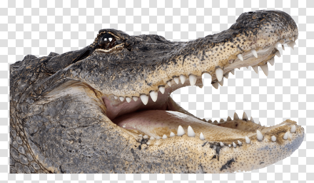 Detail Alligator Transparent Nomer 27