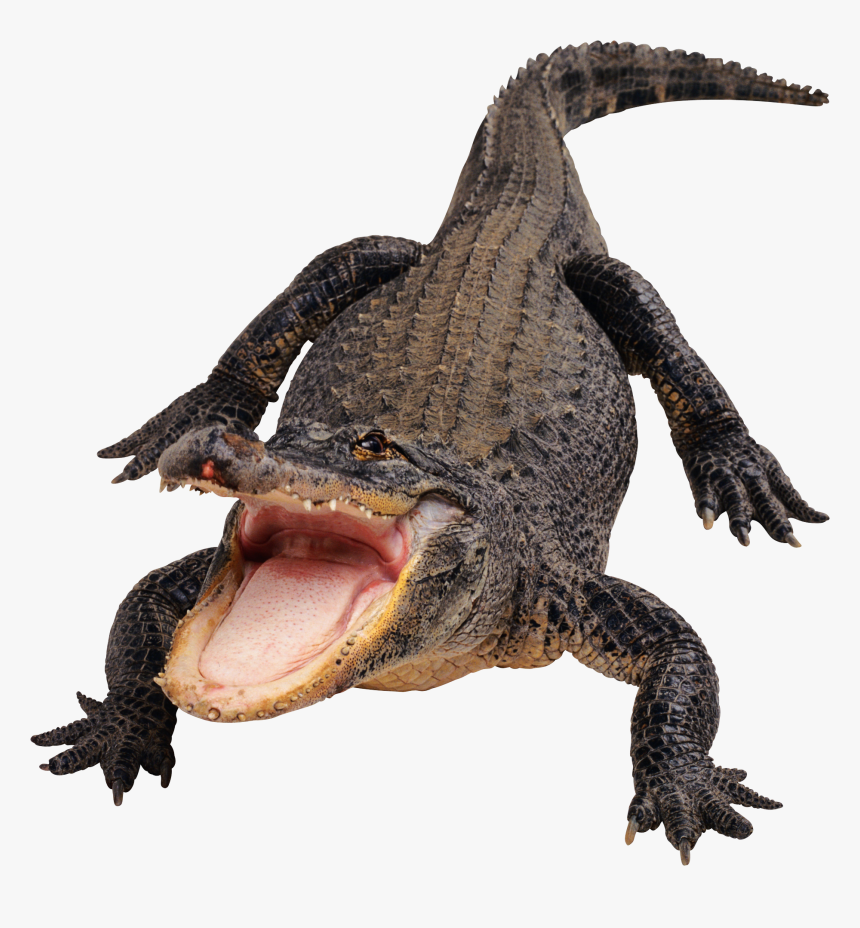 Detail Alligator Transparent Nomer 32