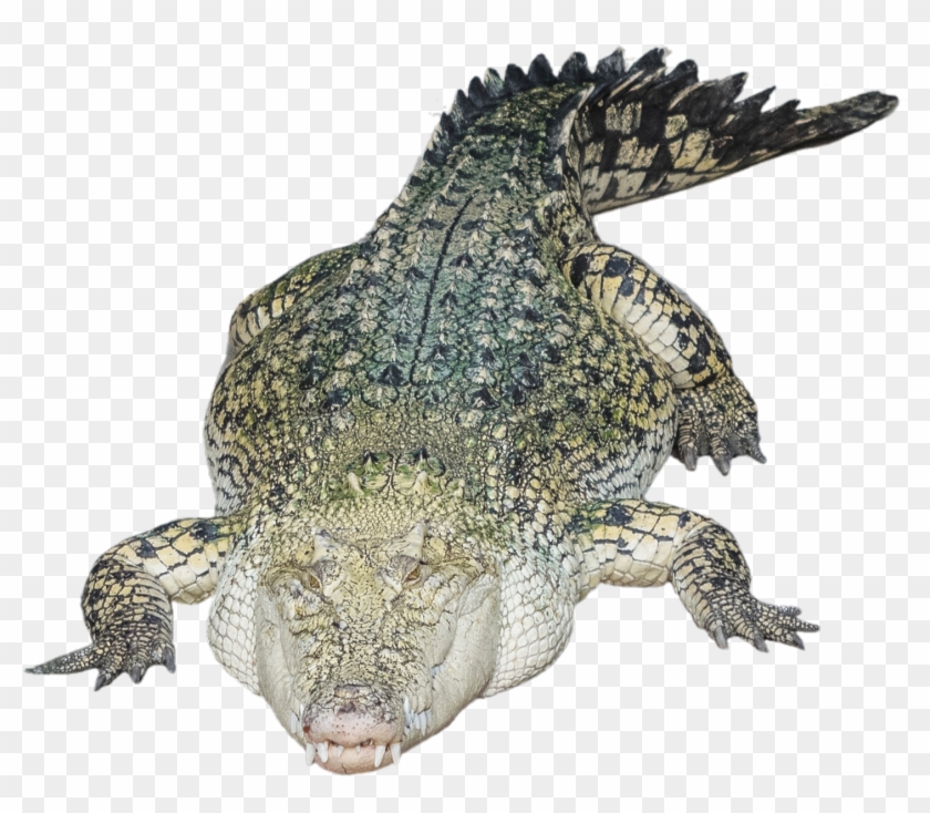 Detail Alligator Transparent Nomer 33