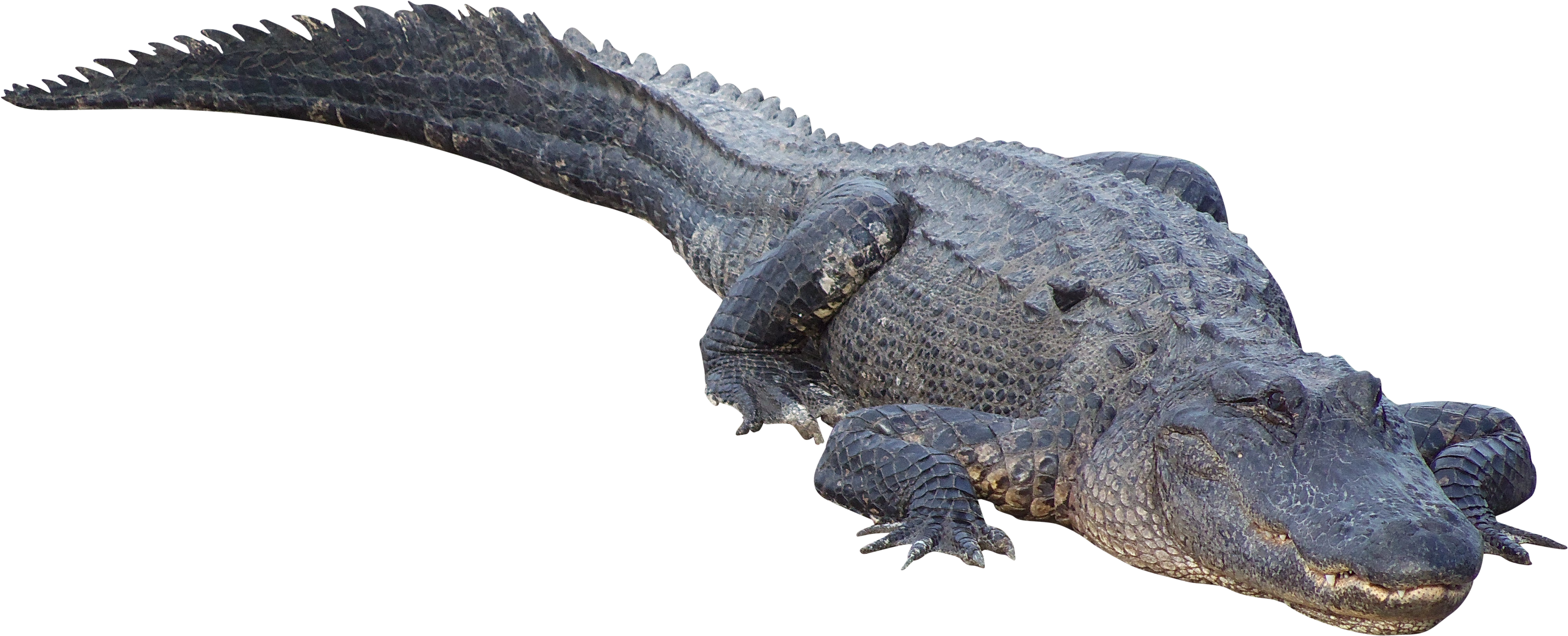 Detail Alligator Transparent Nomer 35