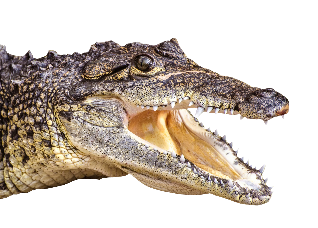 Detail Alligator Transparent Nomer 43