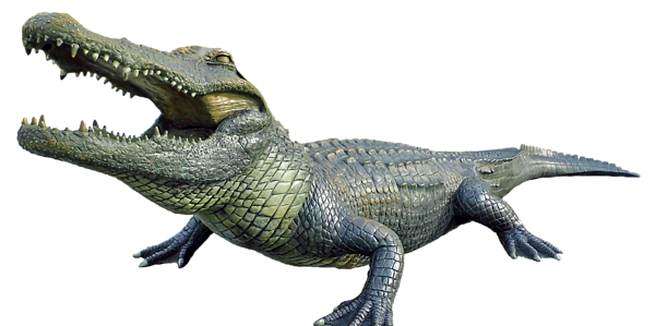 Detail Alligator Transparent Nomer 44