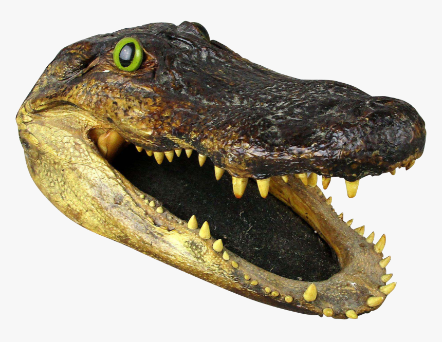 Detail Alligator Transparent Nomer 45