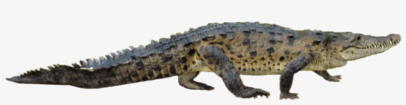 Detail Alligator Transparent Nomer 50