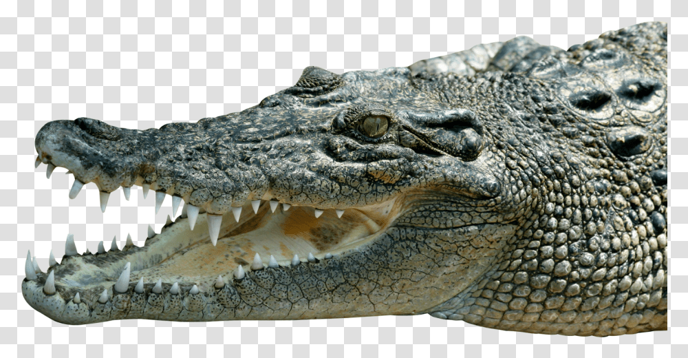 Detail Alligator Transparent Nomer 51