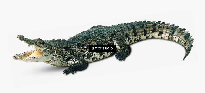 Detail Alligator Transparent Nomer 7