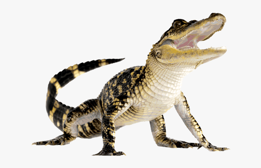 Download Alligator Transparent Background Nomer 29