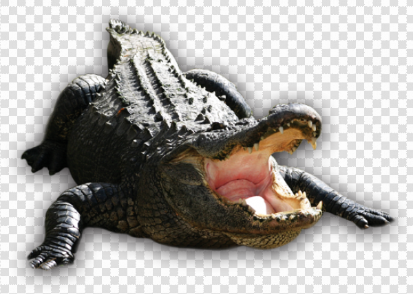 Detail Alligator Transparent Background Nomer 54