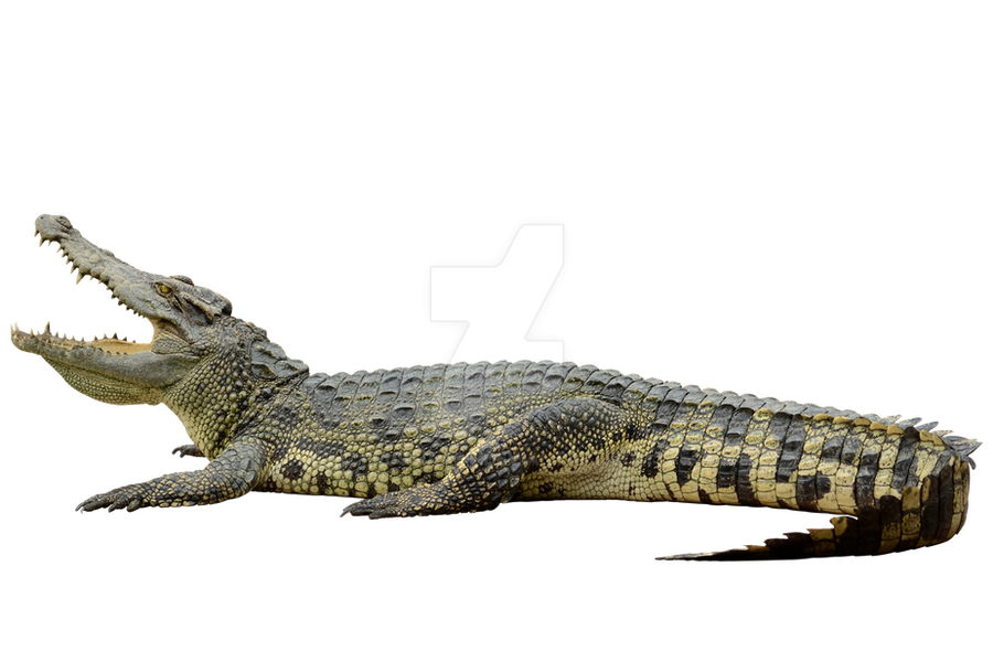 Detail Alligator Transparent Background Nomer 7
