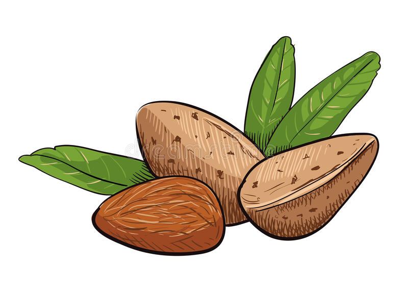 Detail Almond Clipart Nomer 3