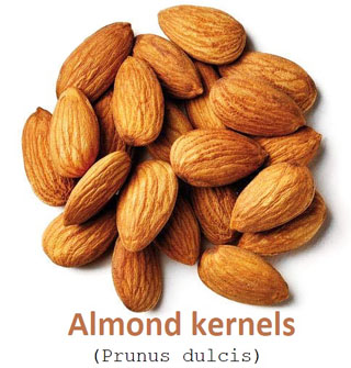 Detail Almond Nut Picture Nomer 7