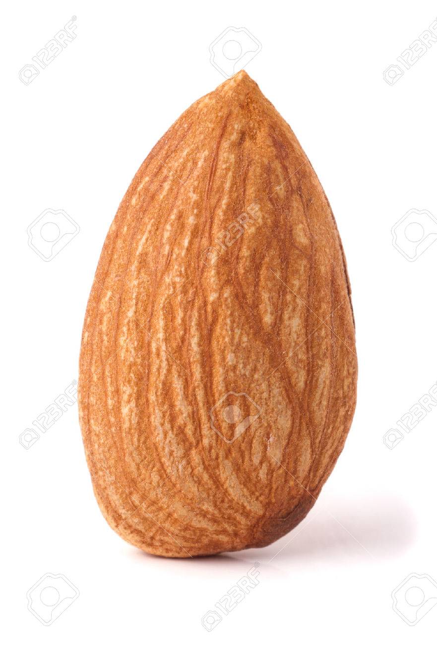 Detail Almond Nut Picture Nomer 8