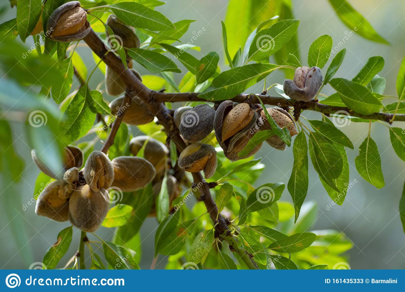 Detail Almond Nut Tree Pictures Nomer 10