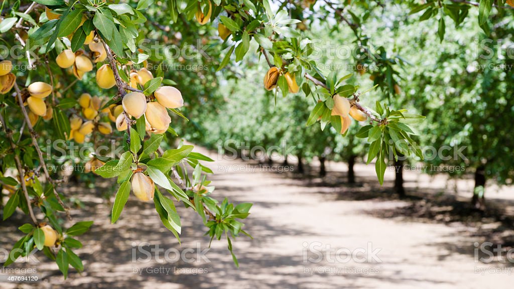 Detail Almond Nut Tree Pictures Nomer 12