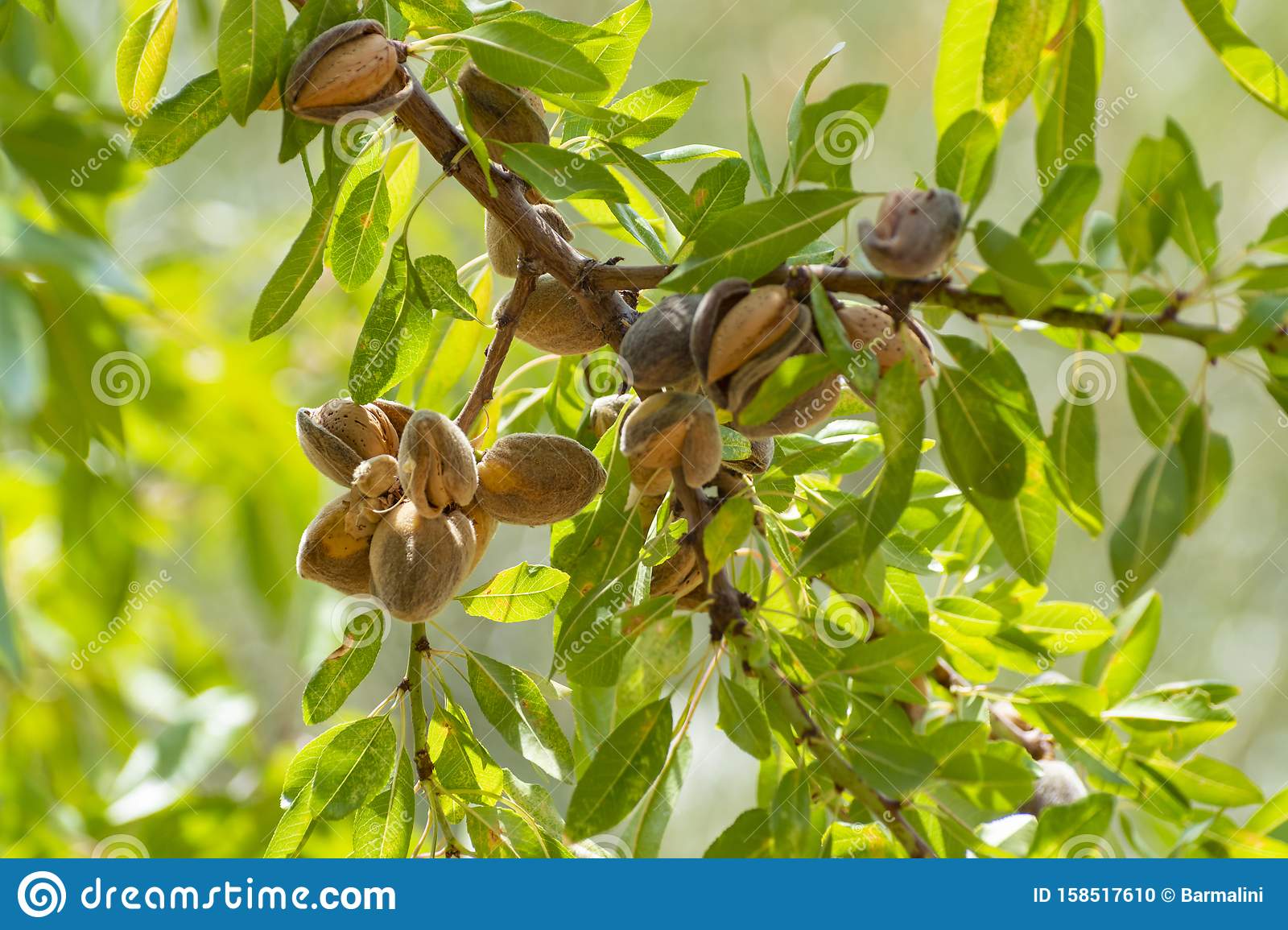 Detail Almond Nut Tree Pictures Nomer 17