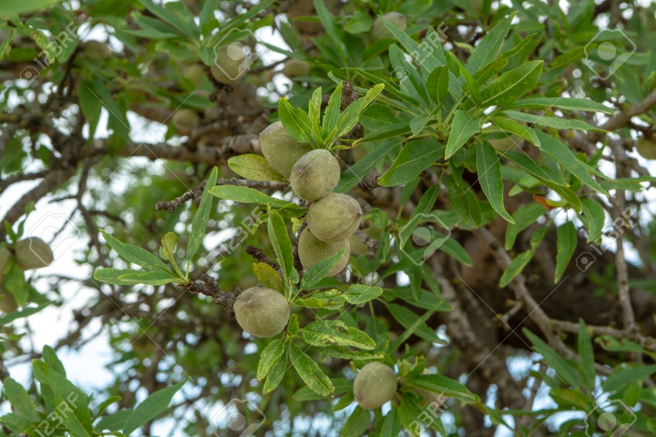 Detail Almond Nut Tree Pictures Nomer 18