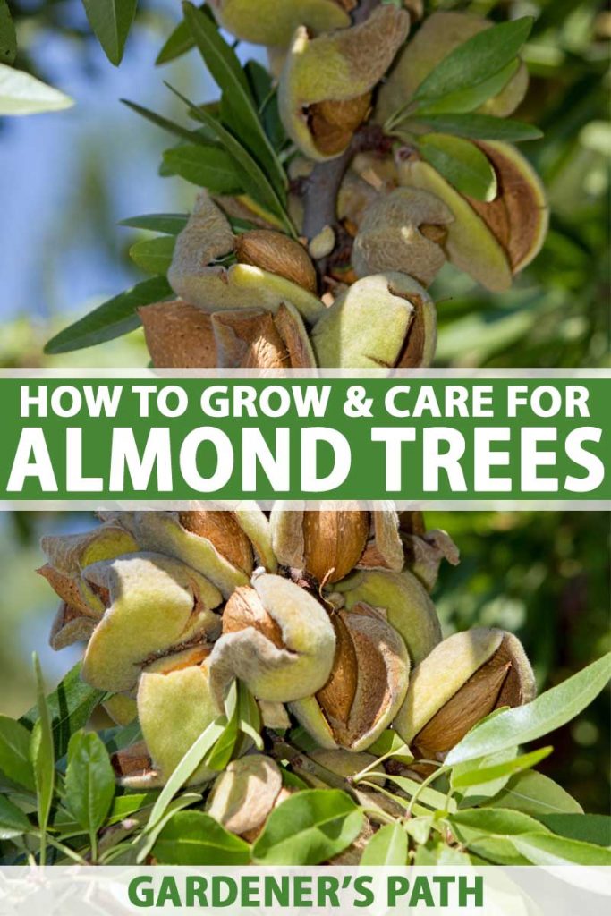 Detail Almond Nut Tree Pictures Nomer 21