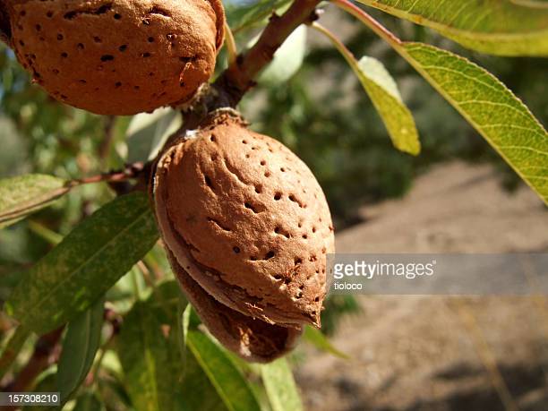 Detail Almond Nut Tree Pictures Nomer 25