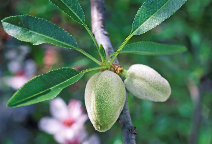 Detail Almond Nut Tree Pictures Nomer 26