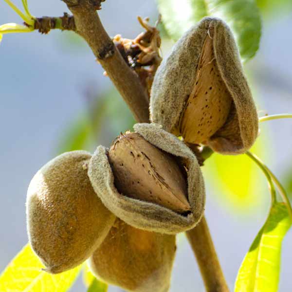 Detail Almond Nut Tree Pictures Nomer 30