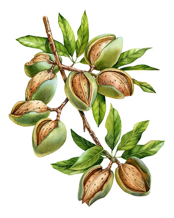 Detail Almond Nut Tree Pictures Nomer 34