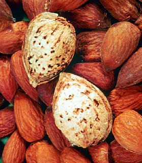 Detail Almond Nut Tree Pictures Nomer 35