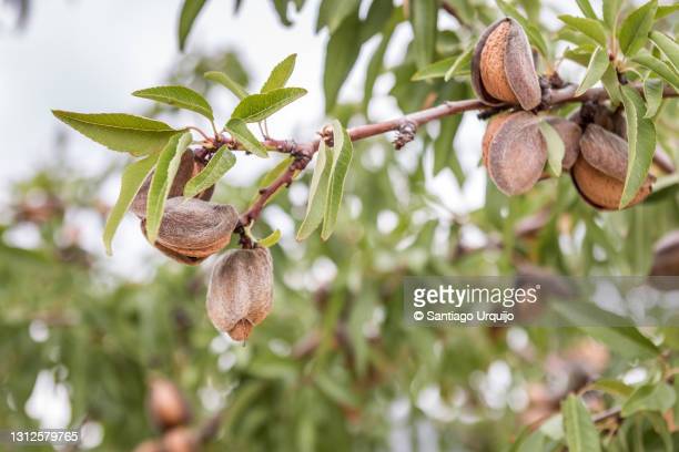 Detail Almond Nut Tree Pictures Nomer 40