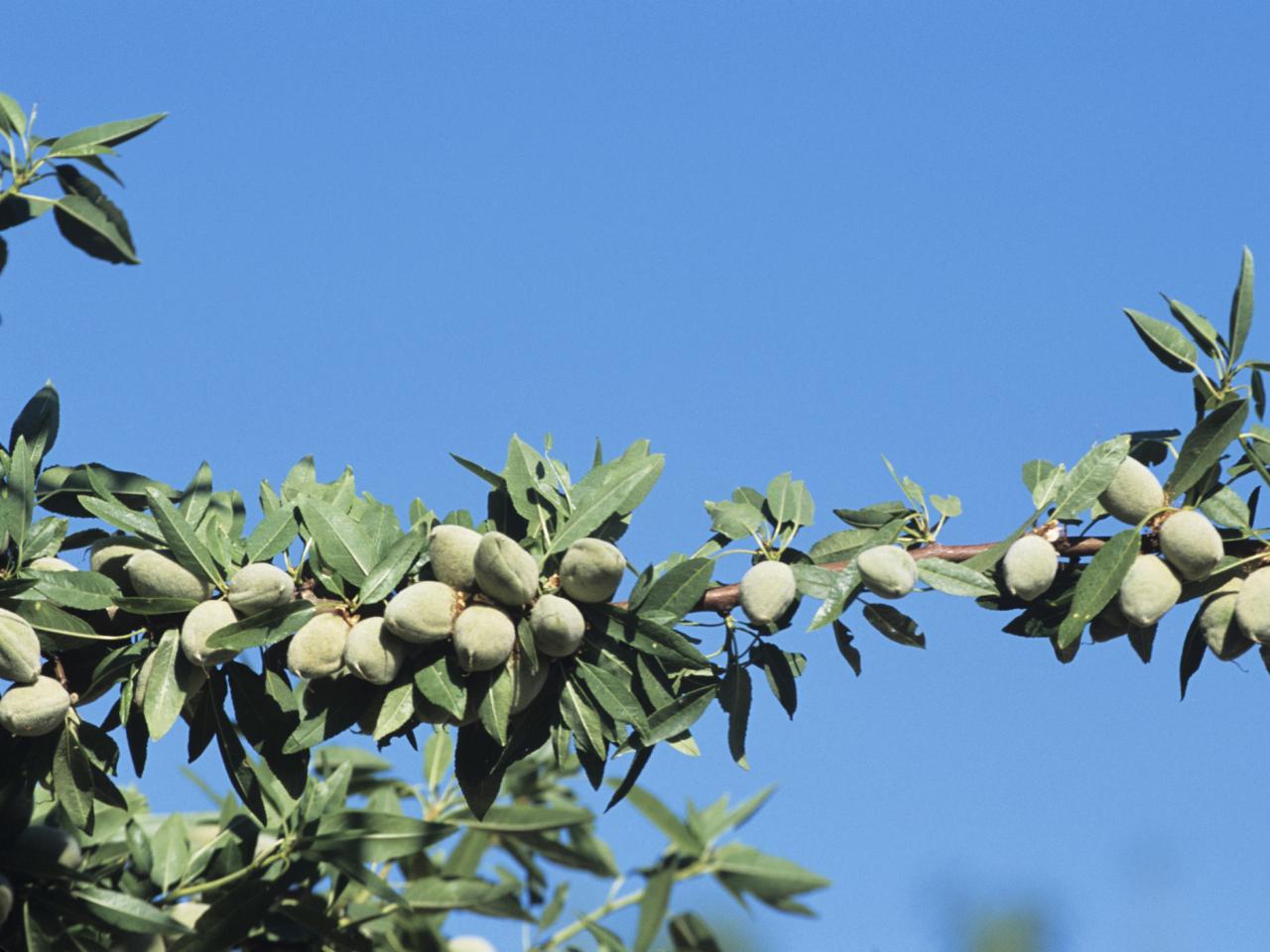 Detail Almond Nut Tree Pictures Nomer 6