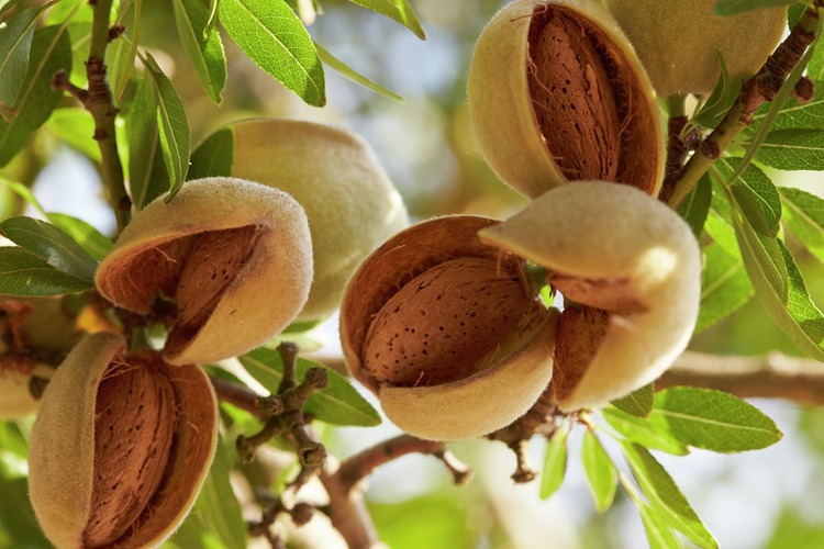 Detail Almond Nut Tree Pictures Nomer 7