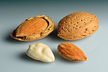 Detail Almond Nuts Pictures Nomer 41
