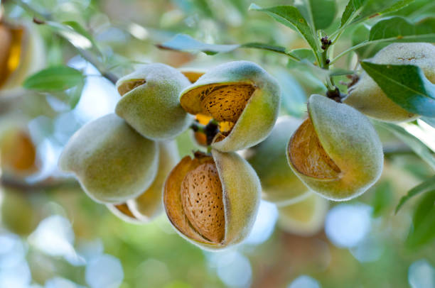 Almond Tree Images Free - KibrisPDR