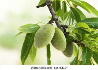 Detail Almond Tree Images Free Nomer 11